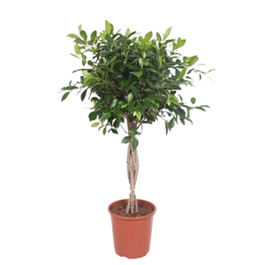 Ficus