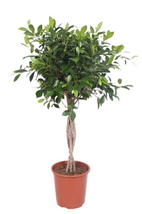 Ficus