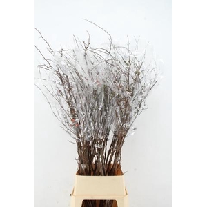 CHAENOMELES SUPERBA PINK 130CM