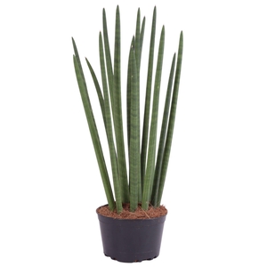 Sansevieria Cylindrica Straight 14 Leaf Ø17cm