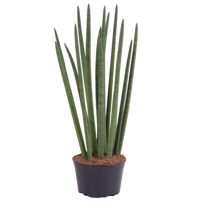 <h4>Sansevieria Cylindrica Straight 14 Leaf Ø17cm</h4>