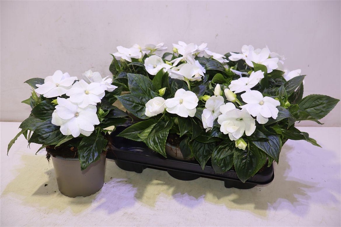 <h4>Impat Cp White</h4>