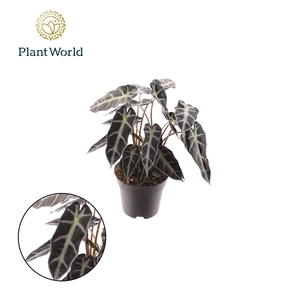 Alocasia Bambino Arrow 2 p.p.