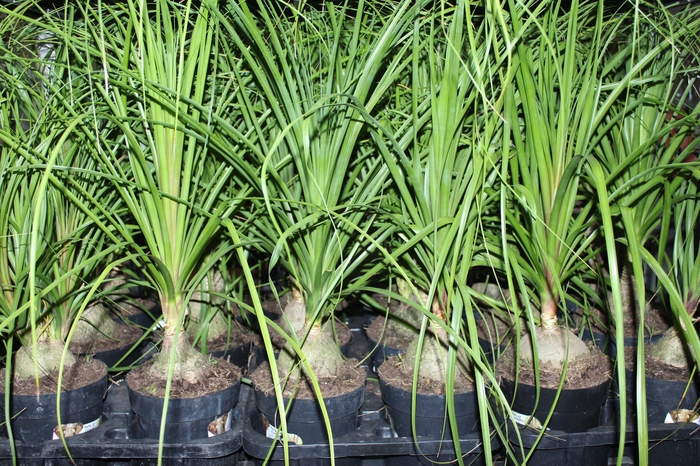 <h4>BEAUCARNEA P17</h4>