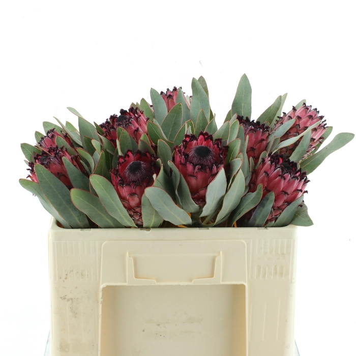 <h4>PROTEA RUBENS</h4>