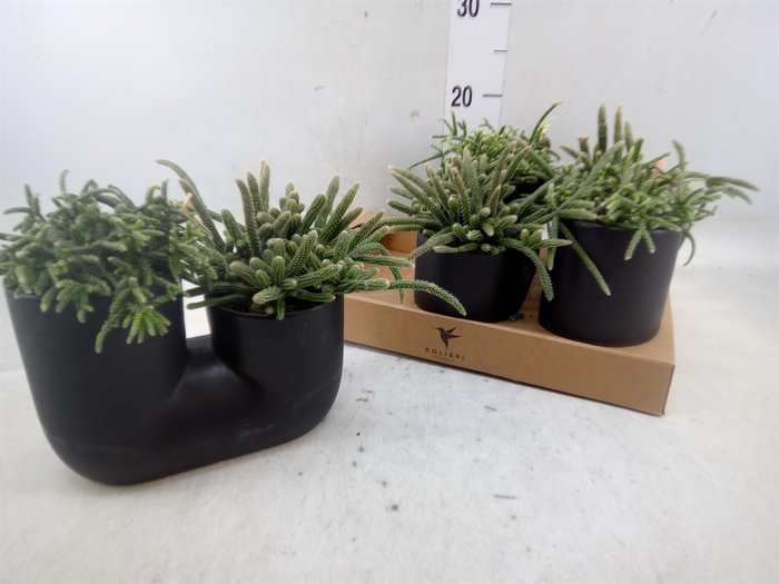 <h4>Rhipsalis   ...mix</h4>