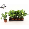 arr8 Ficus Beng Audrey