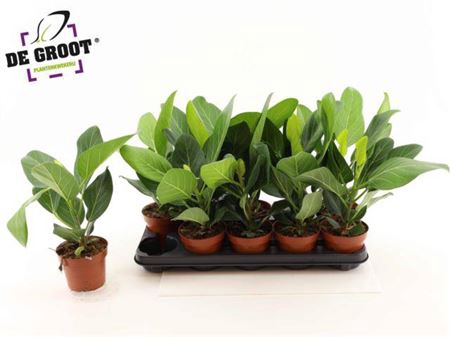 Ficus Beng Audrey