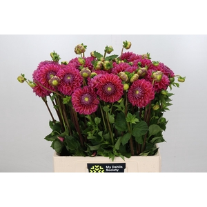 Dahlia Dikara Superb