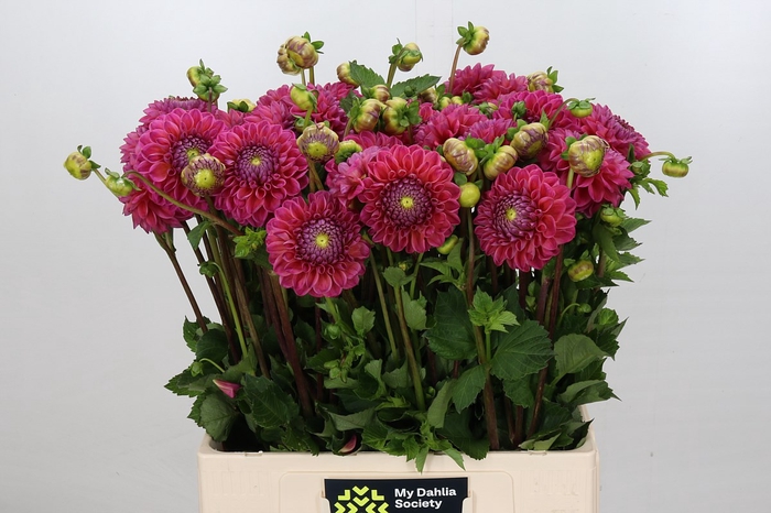<h4>Dahlia Dikara Superb</h4>