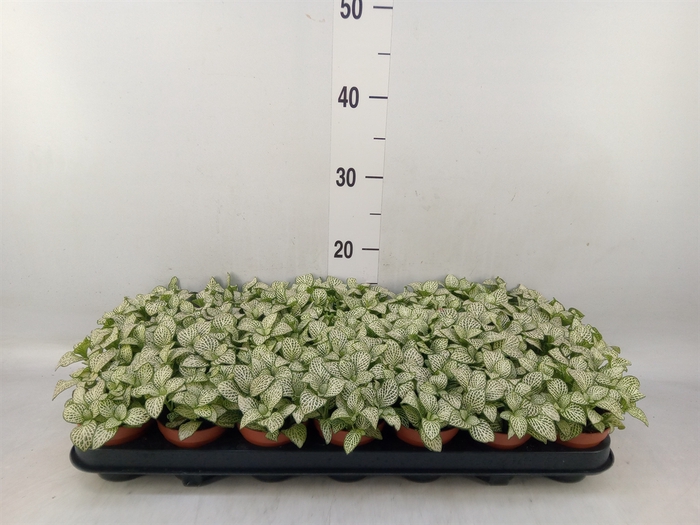 <h4>Fittonia verschaf. 'Purple Anne'</h4>