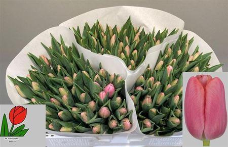 <h4>Tu En Tresor</h4>