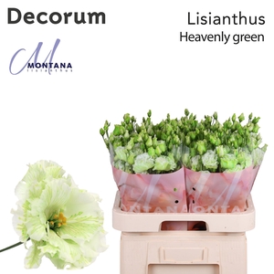 Lisianthus Dye heavenly green