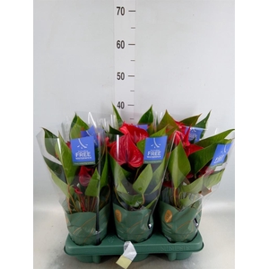 Anthurium andr. 'Picanta Red'