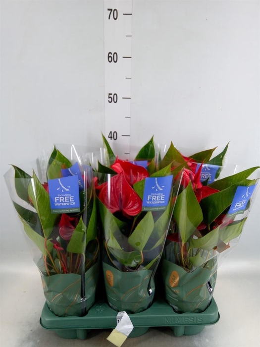 <h4>Anthurium andr. 'Picanta Red'</h4>
