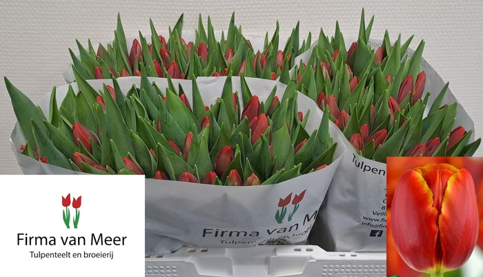 <h4>TU EN VERANDI</h4>