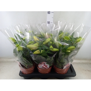 Lilium ori.  'Reeleeze'