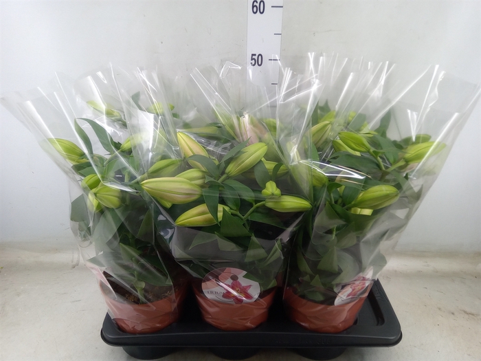 <h4>Lilium ori.  'Reeleeze'</h4>