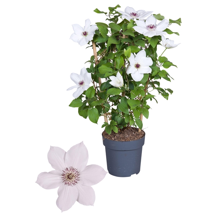 <h4>Nolina Clematis | Boulevard White</h4>