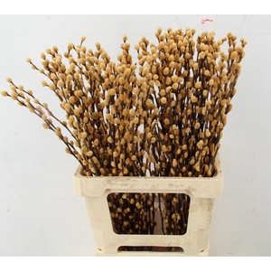SALIX OV KLB H%