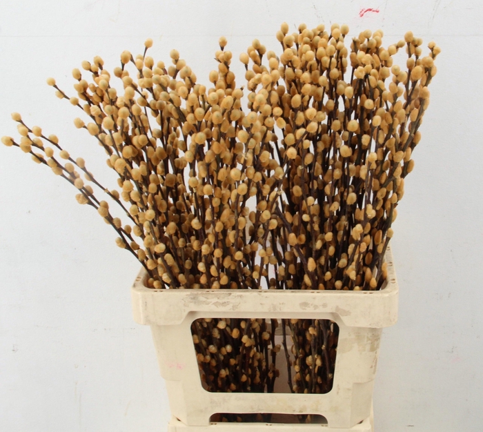 <h4>SALIX OV KLB H%</h4>