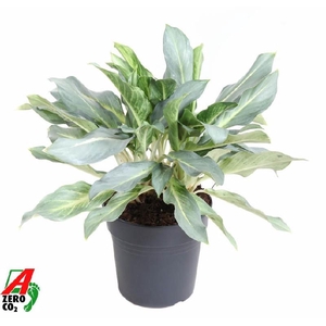 Aglaonema Ghost