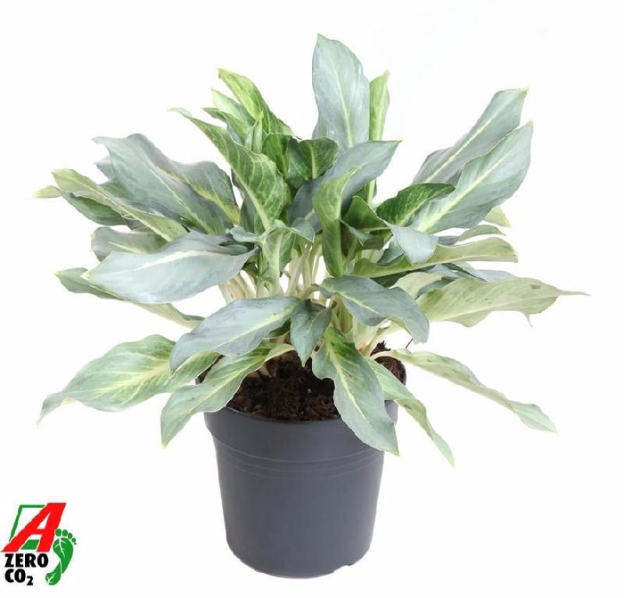 <h4>Aglaonema Ghost</h4>