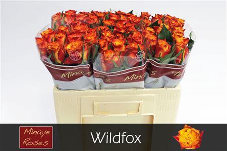 <h4>R Gr Wildfox</h4>