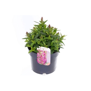 Lythrum salicaria Robin