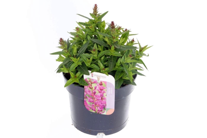 <h4>Lythrum salicaria Robin</h4>