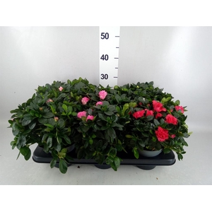 Rhododendron sim. 'Hellmut V' .mix