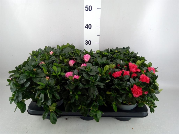 <h4>Rhododendron sim. 'Hellmut V' .mix</h4>