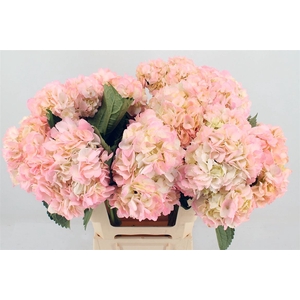 Hydr M Pink & Green Tinted