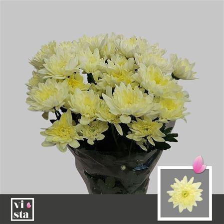 <h4>Chr T Pina Colada Cr</h4>