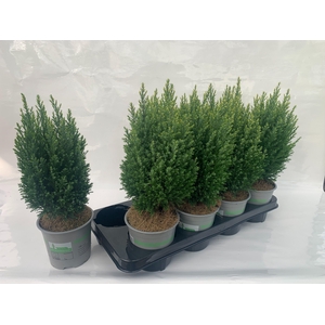 Cham. laws Snow White