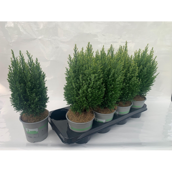 <h4>Cham. laws Snow White</h4>