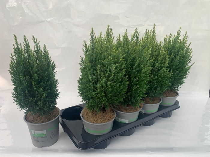 Cham. laws Snow White