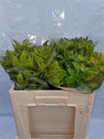 <h4>Choisya Te Lich</h4>