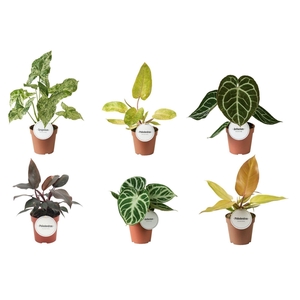 kamerplanten