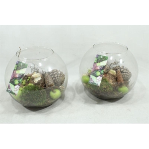 arr4 Amaryllis MBD65 - Bolglas XL