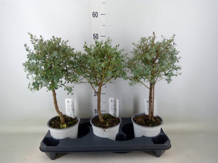 <h4>Eucalyptus gunnii</h4>