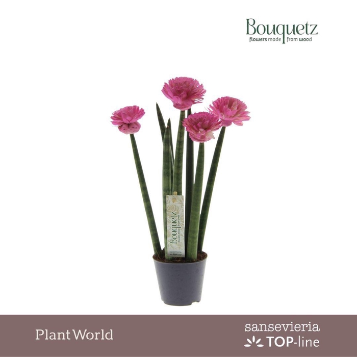 <h4>Sansevieria TOP-line Bouquetz Pink P8,5</h4>