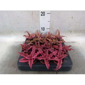 Cryptanthus   ...mix