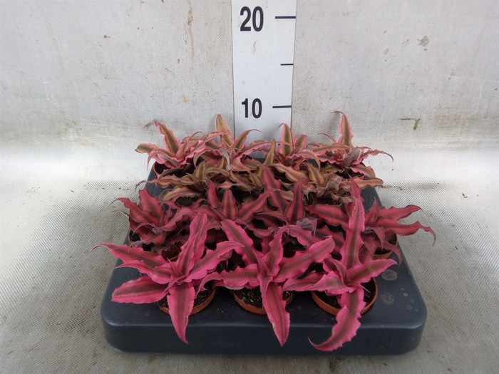 <h4>Cryptanthus   ...mix</h4>
