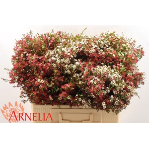 CHAME UN MY SWEET 16