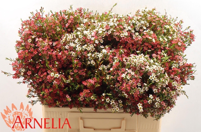 <h4>CHAME UN MY SWEET 16</h4>