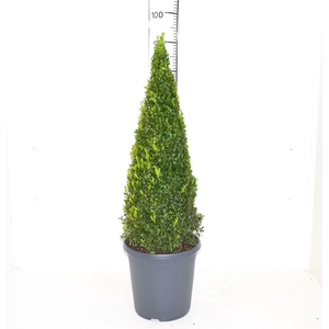 Buxus sempervirens 60-70cm Piramide
