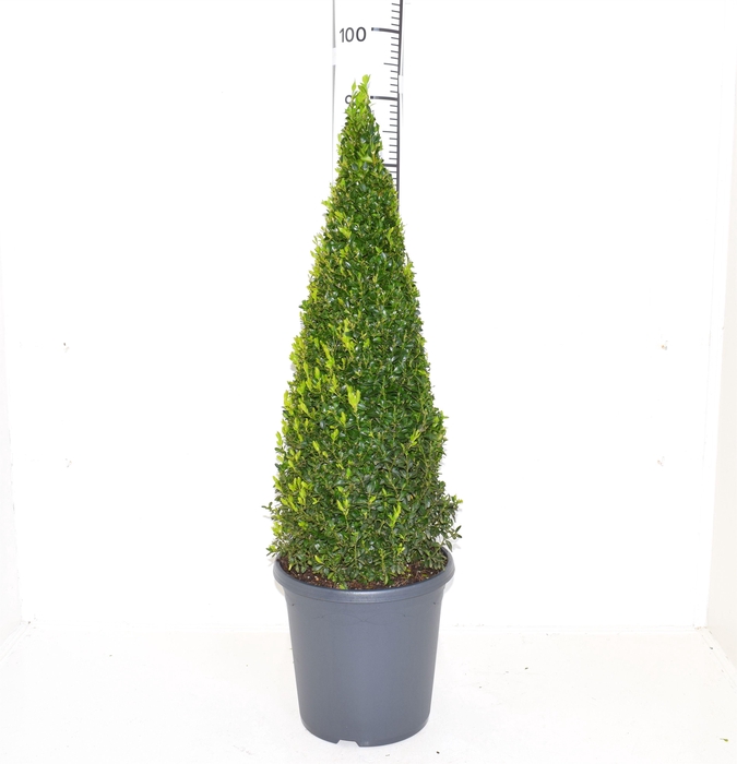 <h4>Buxus sempervirens 60-70cm Piramide</h4>
