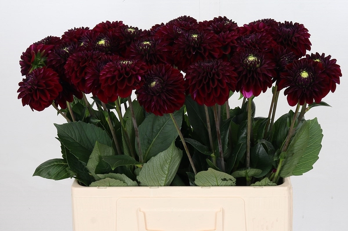 <h4>Dahlia Black Fox</h4>