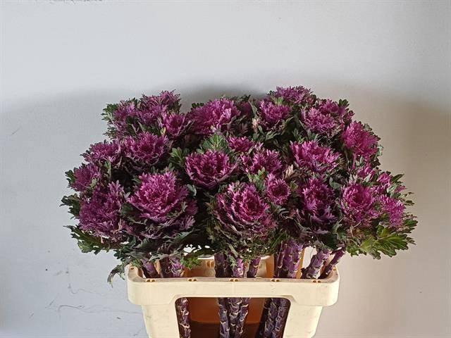 <h4>BRASS CRANE QUEEN</h4>